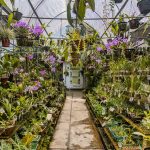 ALTO MAYO – MOYOBAMBA & RIOJA - Imagen 7