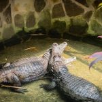 ALTO MAYO – MOYOBAMBA & RIOJA - Imagen 5