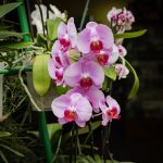 ALTO MAYO – MOYOBAMBA & RIOJA - Imagen 4